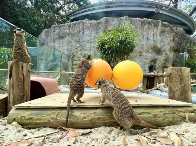 高雄動物園 高雄動物園