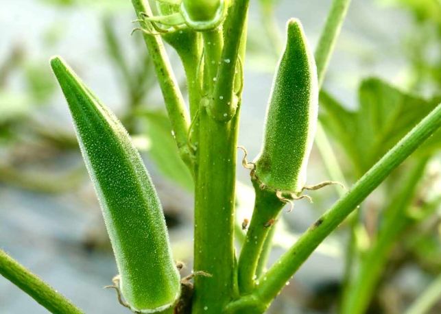 秋葵種植時間 秋葵種植時間