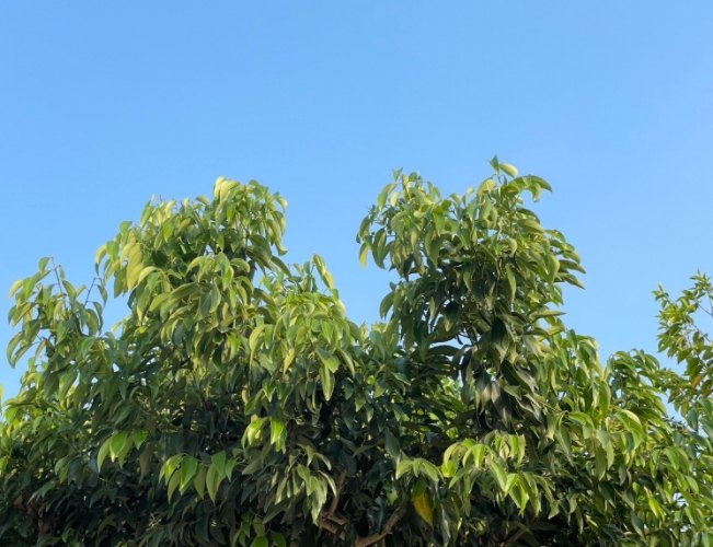 肉桂葉泡茶功效 肉桂葉泡茶功效