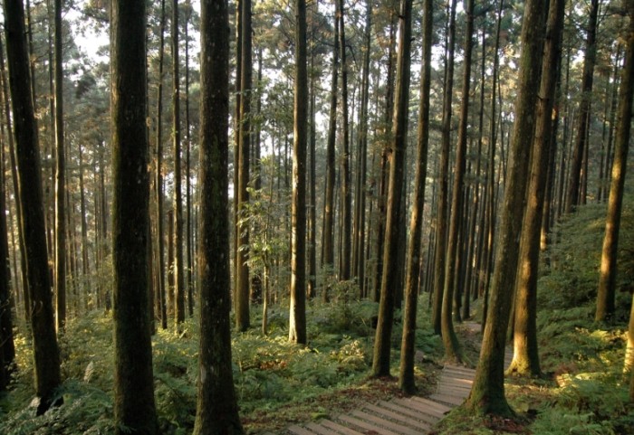 東眼山森林遊樂區 東眼山森林遊樂區