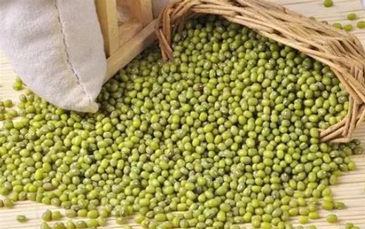 綠豆篁功效 綠豆篁功效
