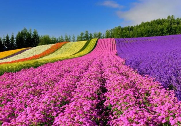 北海道自由行 北海道自由行