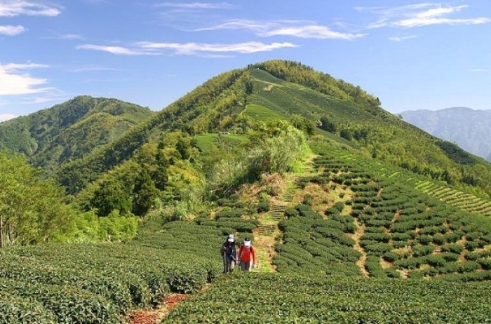 梨子腳山 梨子腳山