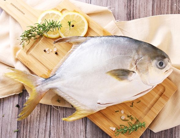 金鯧魚 金鯧魚