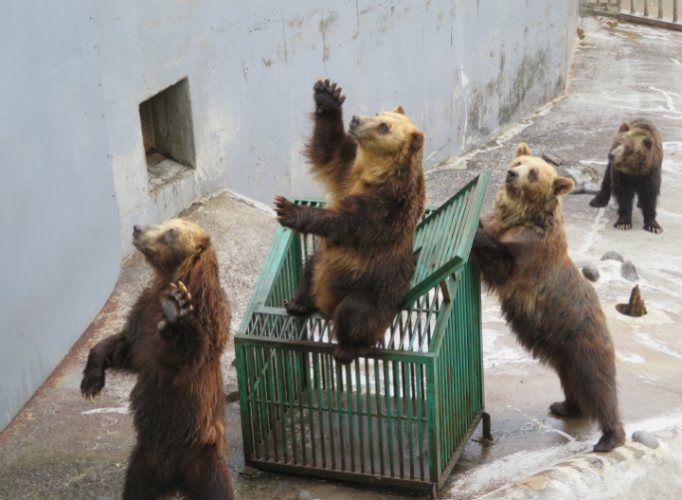 クマ牧場 クマ牧場