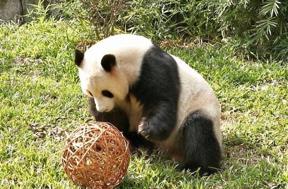 廣州動物園 廣州動物園