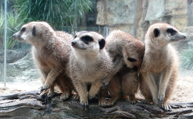 桃園動物園