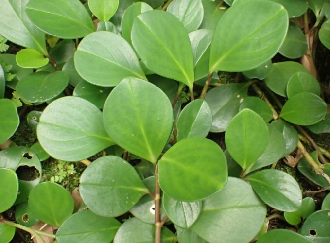 圓葉椒草 圓葉椒草