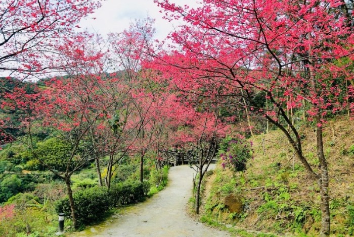 大板根森林溫泉渡假村 大板根森林溫泉渡假村