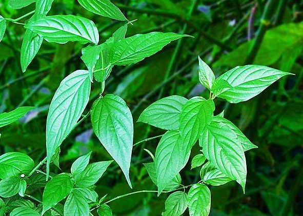 憂遁草功效吃法 憂遁草功效吃法