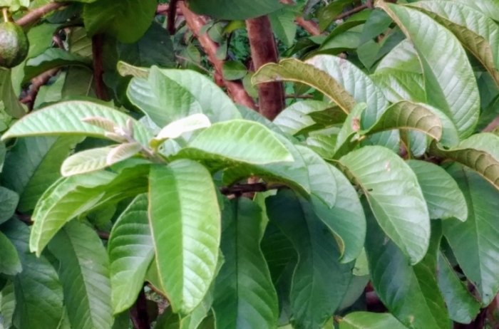 芭樂葉功效 芭樂葉功效
