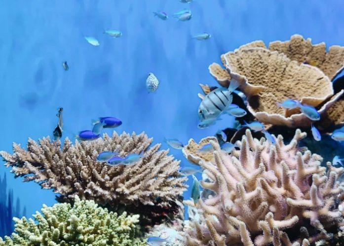 沖繩水族館