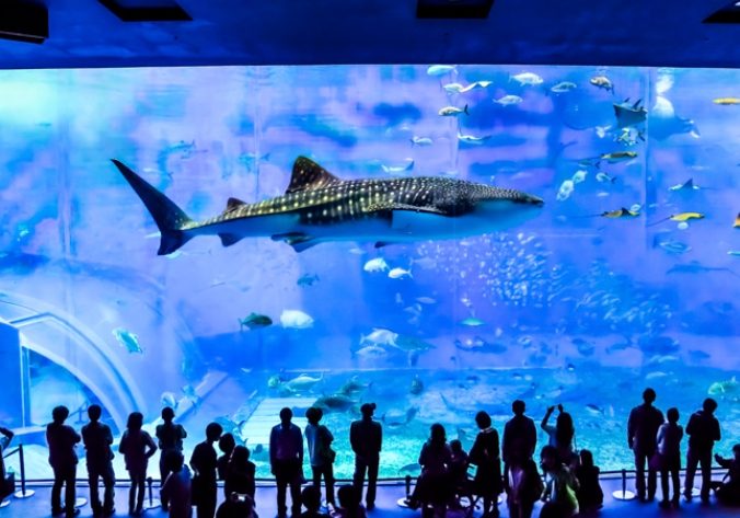 沖繩水族館