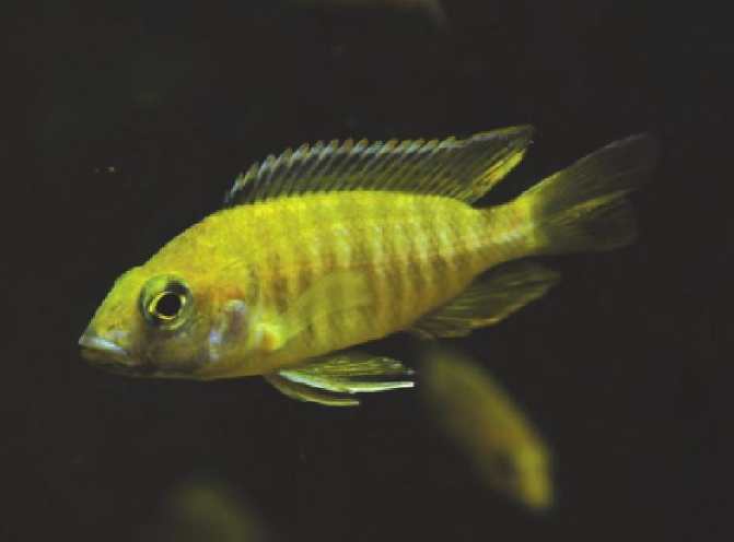 皇帝魚 皇帝魚