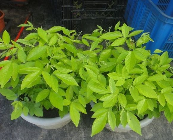 抹草種植 抹草種植