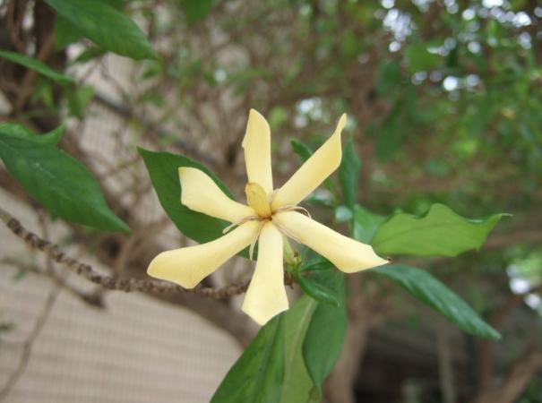 梔子花功效 梔子花功效