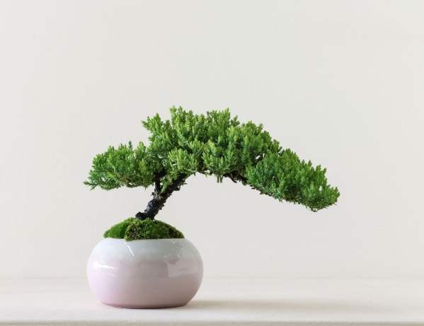 珍珠柏 珍珠柏