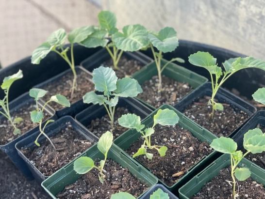 高麗菜種植 高麗菜種植
