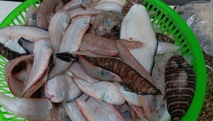 皇帝魚 皇帝魚