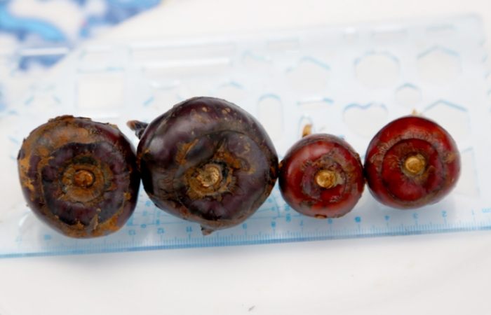 馬蹄功效 馬蹄功效