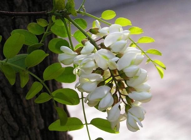 槐花功效 槐花功效
