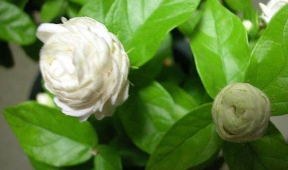 虎頭茉莉 虎頭茉莉