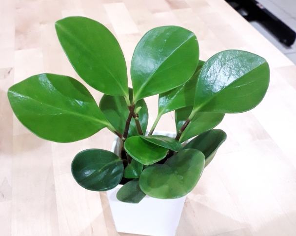 圓葉椒草 圓葉椒草