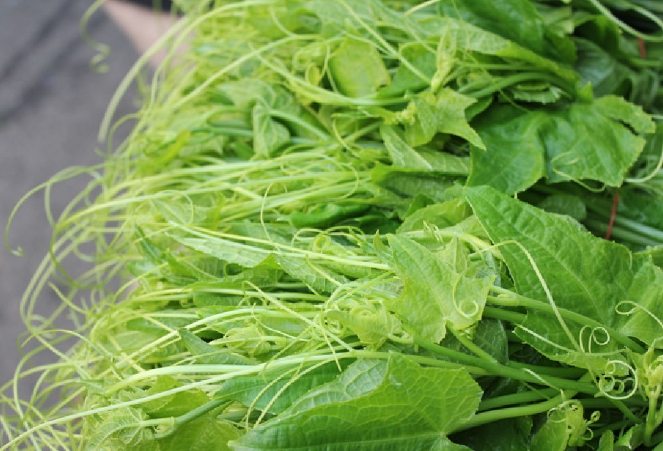 龍鬚菜種植 龍鬚菜種植