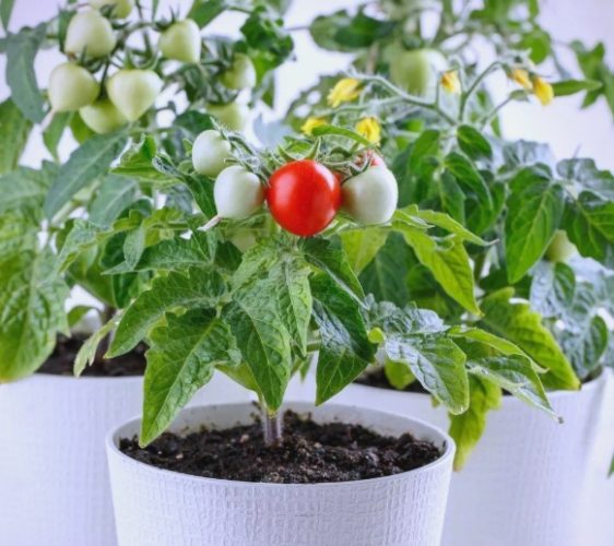 小番茄盆栽種植方法 小番茄盆栽種植方法