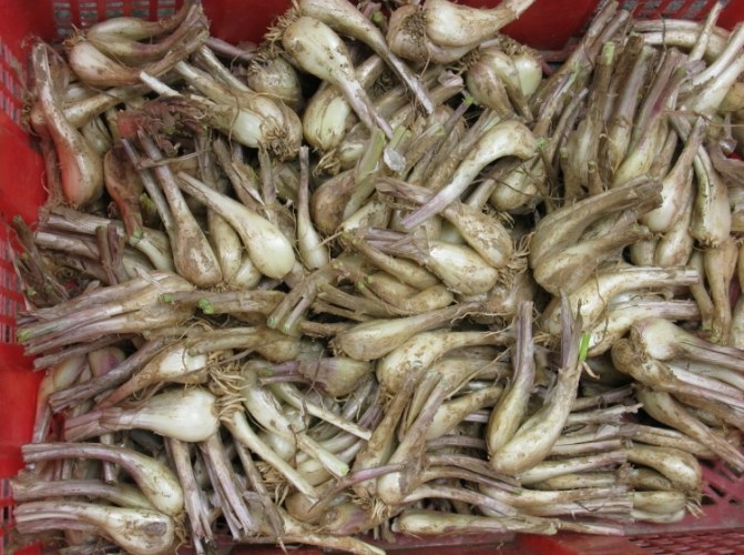 蕗蕎功效 蕗蕎功效