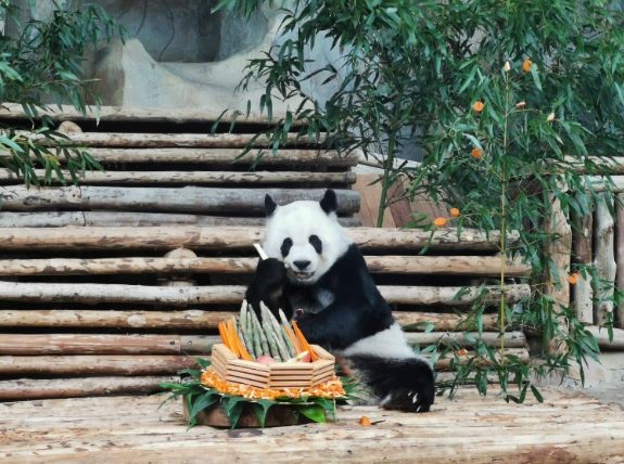 清邁動物園 清邁動物園
