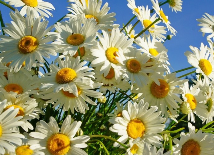 小雛菊花語 小雛菊花語