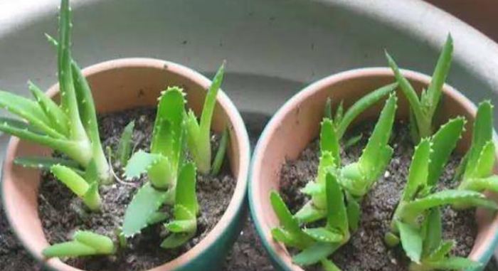 蘆薈種植 蘆薈種植
