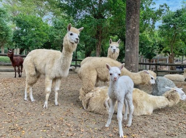 頑皮世界野生動物園 頑皮世界野生動物園