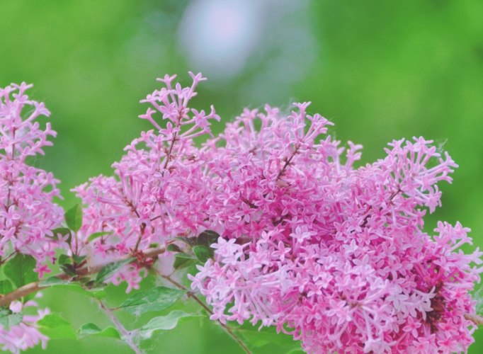 紫丁香花語 紫丁香花語