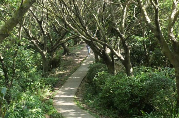 虎頭山步道 虎頭山步道