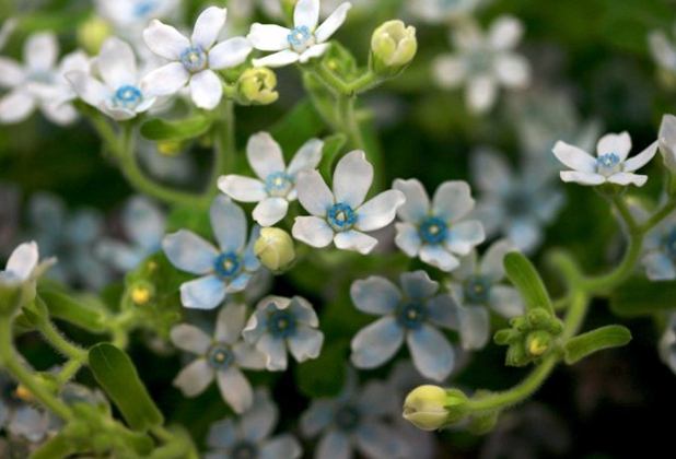 藍星花 藍星花