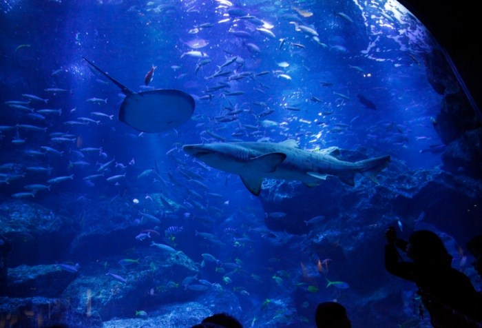 墨田水族館 墨田水族館