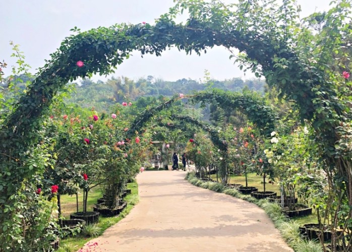 蘿莎玫瑰莊園 蘿莎玫瑰莊園