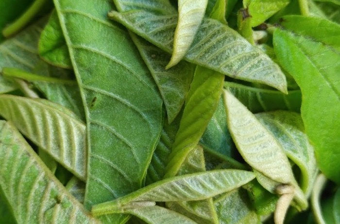 芭樂葉功效 芭樂葉功效