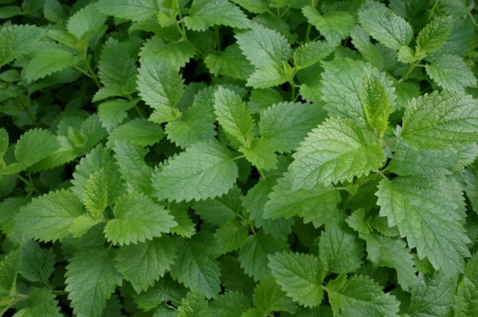 香蜂草功效 香蜂草功效