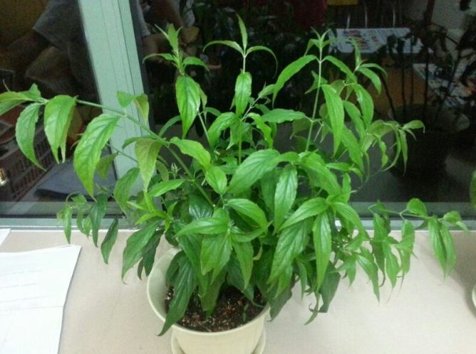 憂遁草功效吃法 憂遁草功效吃法