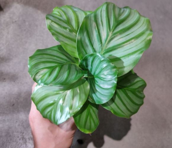 青蘋果竹芋 青蘋果竹芋