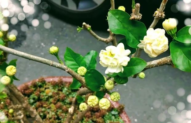 虎頭茉莉 虎頭茉莉