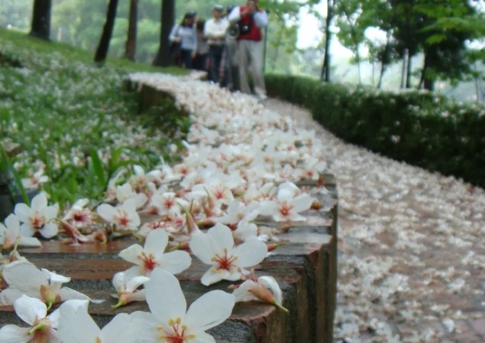 油桐花景點 油桐花景點