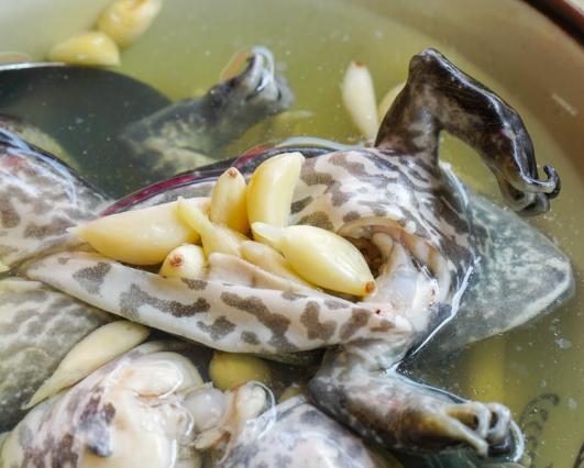 青蛙湯 青蛙湯