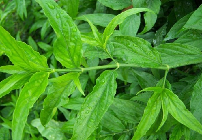 憂遁草功效吃法 憂遁草功效吃法
