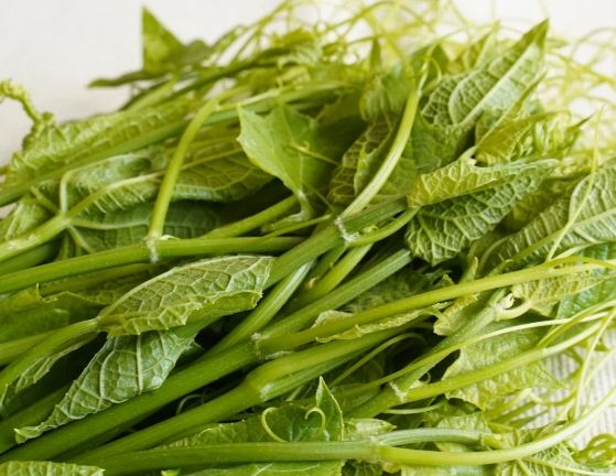 龍鬚菜種植 龍鬚菜種植
