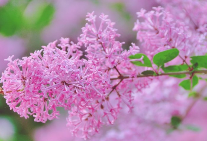 紫丁香花語 紫丁香花語