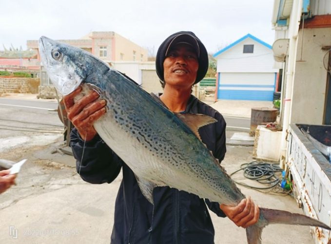 白腹魚